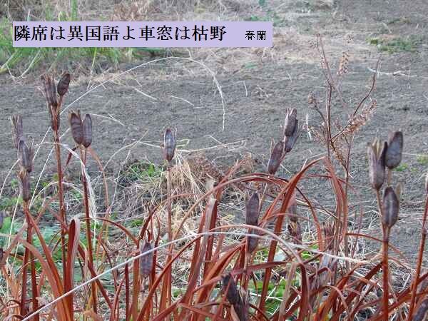 隣席は異国語よ車窓は枯野　
