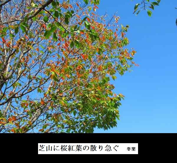芝山に桜紅葉の散り急ぐ
