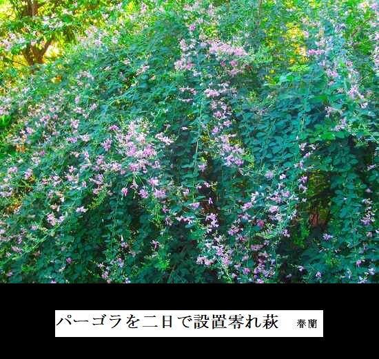 5-IMG_9822.jpg零れ萩