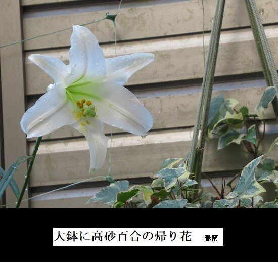 5-IMG_0165.jpg帰り花