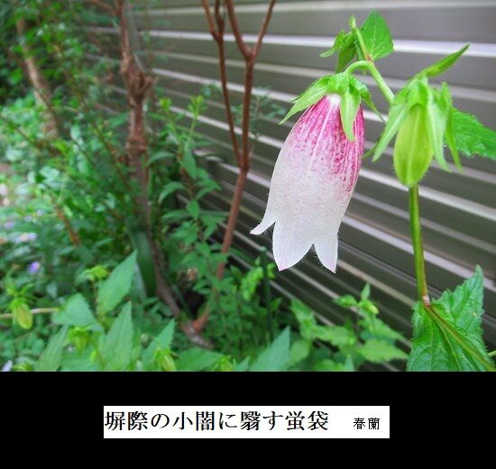 5-IMG_0972.jpg蛍袋