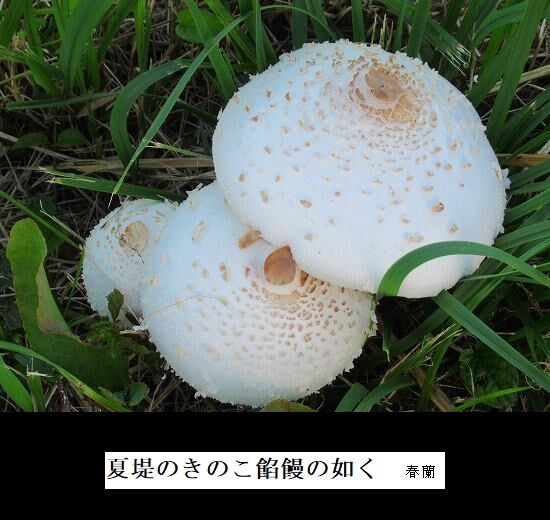夏堤のきのこ餡饅の如く