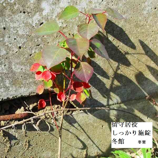 留守居役しっかり施錠冬館