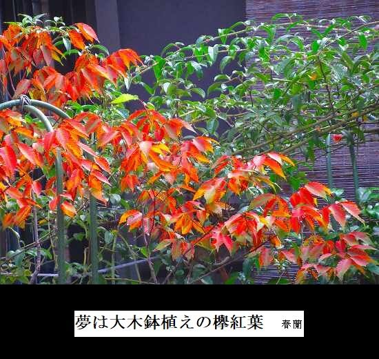 5-IMG_0159.jpg欅紅葉