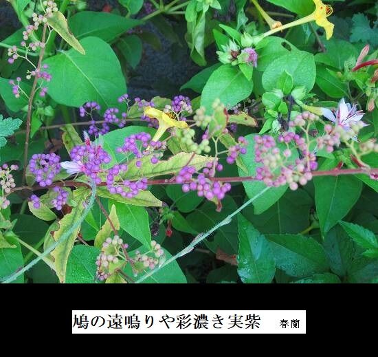 5-IMG_9820.jpg実紫