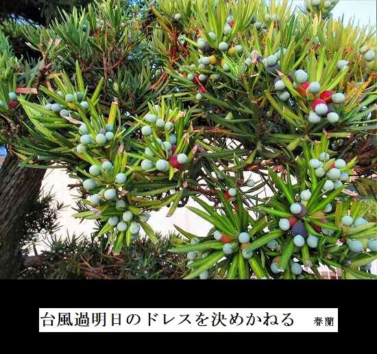 耐風か