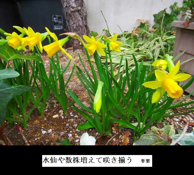 水仙や数株増えて咲き揃う