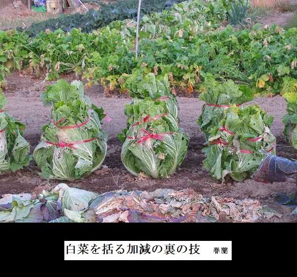 白菜を括る加減や畑の朝