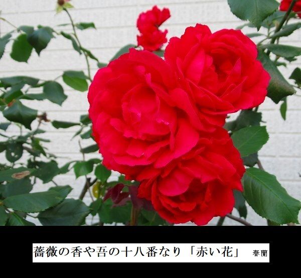 小満や吾の十八番なり「赤い花」