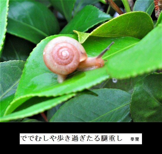 5-IMG_9341.jpgででむし