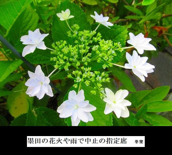 墨田の花火や雨で中止の指定席