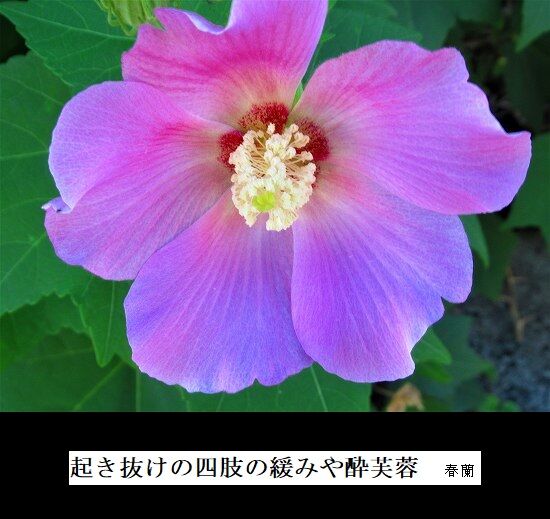 5-IMG_9719.jpg酔芙蓉