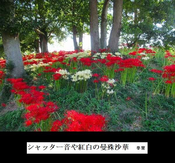 シャッター音や紅白の曼殊沙華