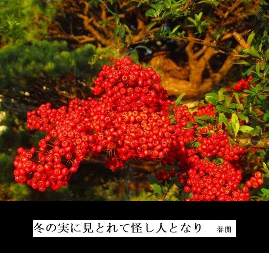 5-IMG_0099.jpg冬の実