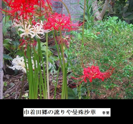 5-IMG_9853.jpg曼殊沙華2