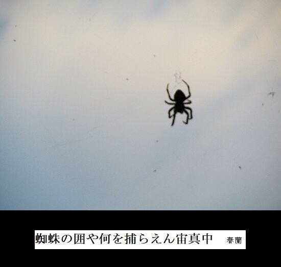 蜘蛛の囲や何を捕らえん宙真中