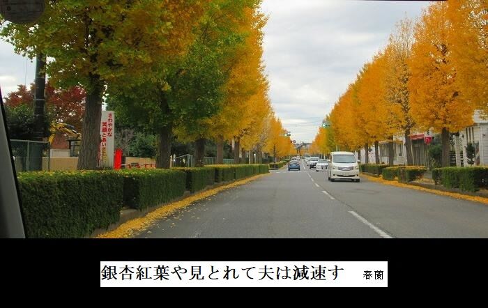 銀杏紅葉や見とれて速度落とす夫