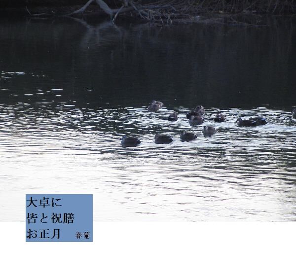 大卓に皆と祝膳お正月