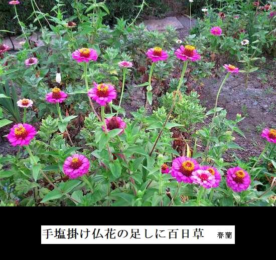 ヒャクニチソウ