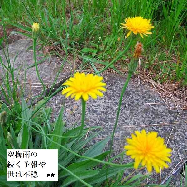 空梅雨の続く予報や世は不穏
