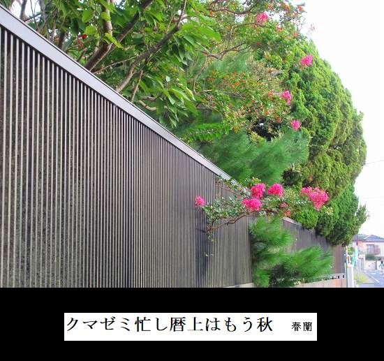 クマゼミ忙し暦上はもう秋