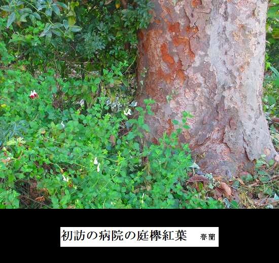 5-IMG_0062.jpg欅モミジ