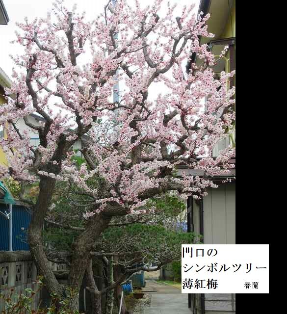 門口のシンボルツリー薄紅梅