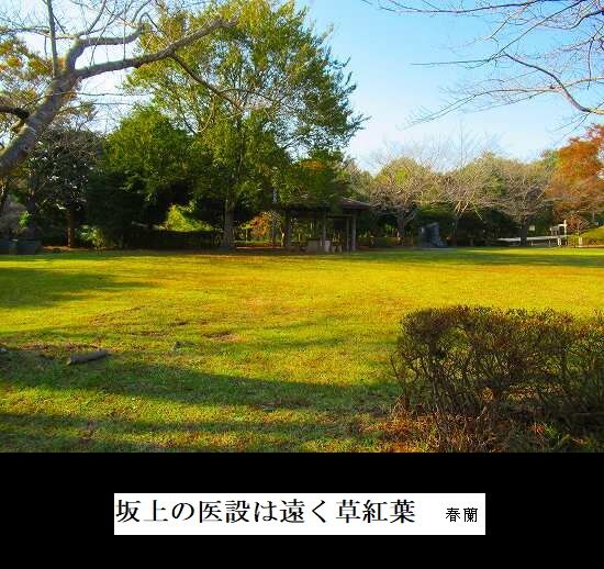 5-IMG_0056.jpg草紅葉