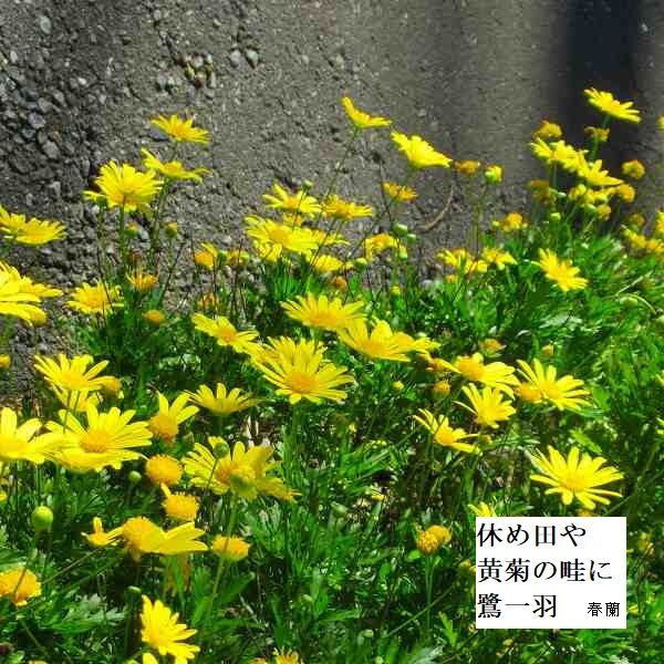 休め田や黄菊の畦に鷺一羽