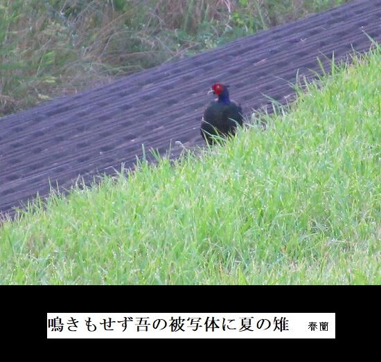 鳴きもせず吾の被写体に夏の雉