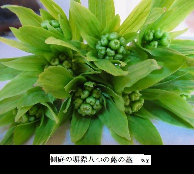 側庭の塀際八つ蕗の薹