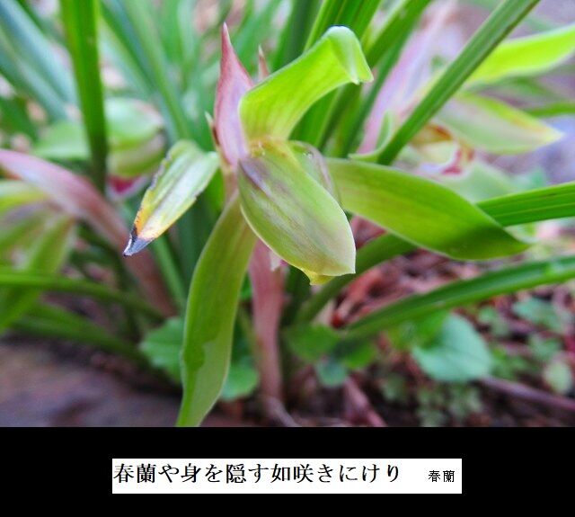 春蘭や身を隠す如咲きにけり
