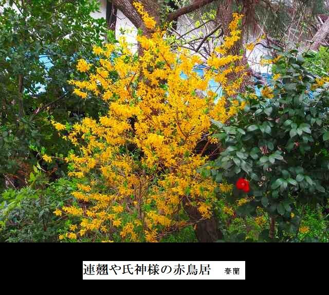 連翹や氏神様の赤鳥居