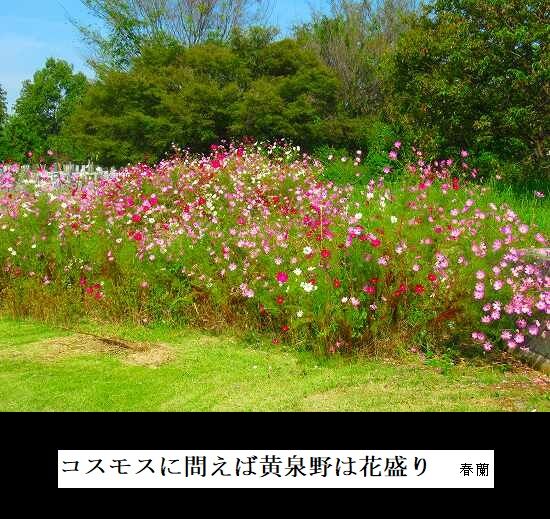 5-IMG_0023.jpgコスモス