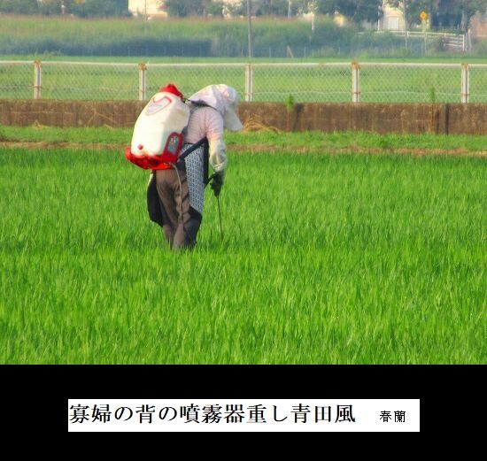 5-IMG_1138.jpg青田風