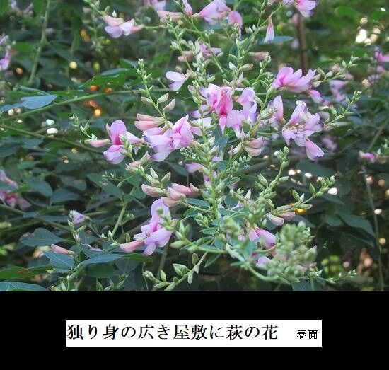 5-IMG_9828.jpg萩花