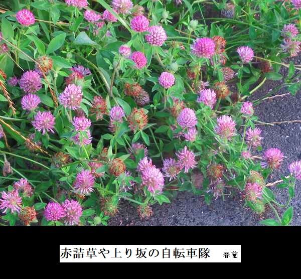 赤詰草や上り坂の自転車隊