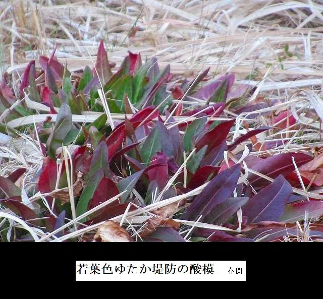若葉色ゆたか堤防の酸模