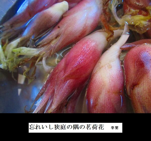 忘れいし狭庭の隅の茗荷花