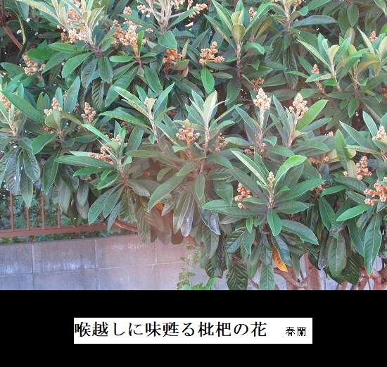 5-IMG_0102.jpg枇杷の花