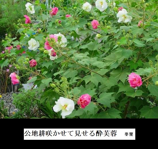 5-IMG_9857.jpg酔芙蓉