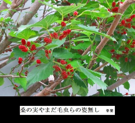 5-IMG_1099.jpg桑の実