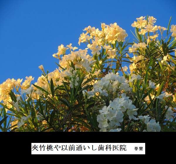夾竹桃や以前通いし歯科医院