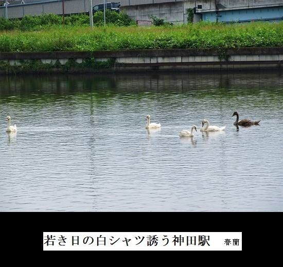 5-IMG_3067.jpg白シャツ.-2