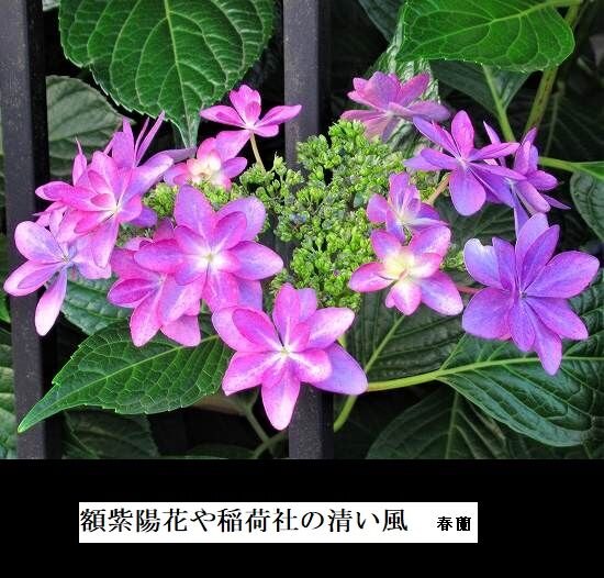5-IMG_9364.jpgガクアジサイ