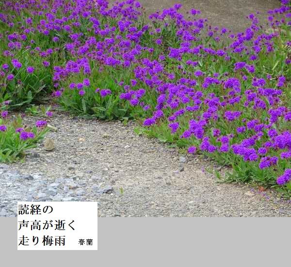 読経の声高が逝く走り梅雨