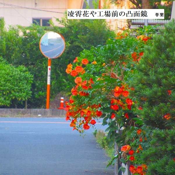 凌霄花や工場前の凸面鏡
