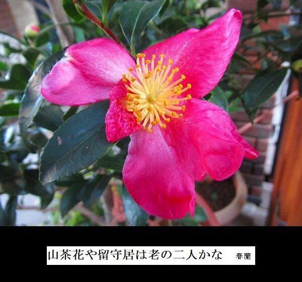 山茶花や留守居は老の二人かな
