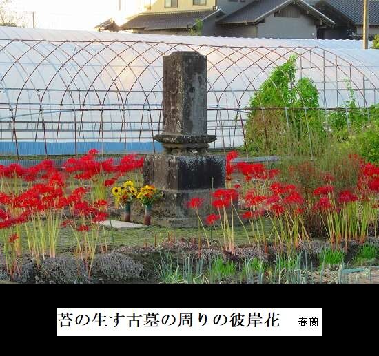 5-IMG_9916.jpg彼岸花