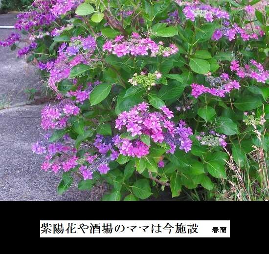 紫陽花ー1酒場のママ